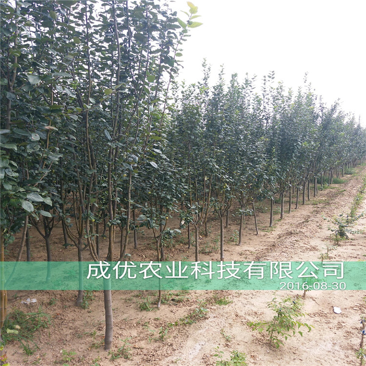 3公分李子樹，李子苗