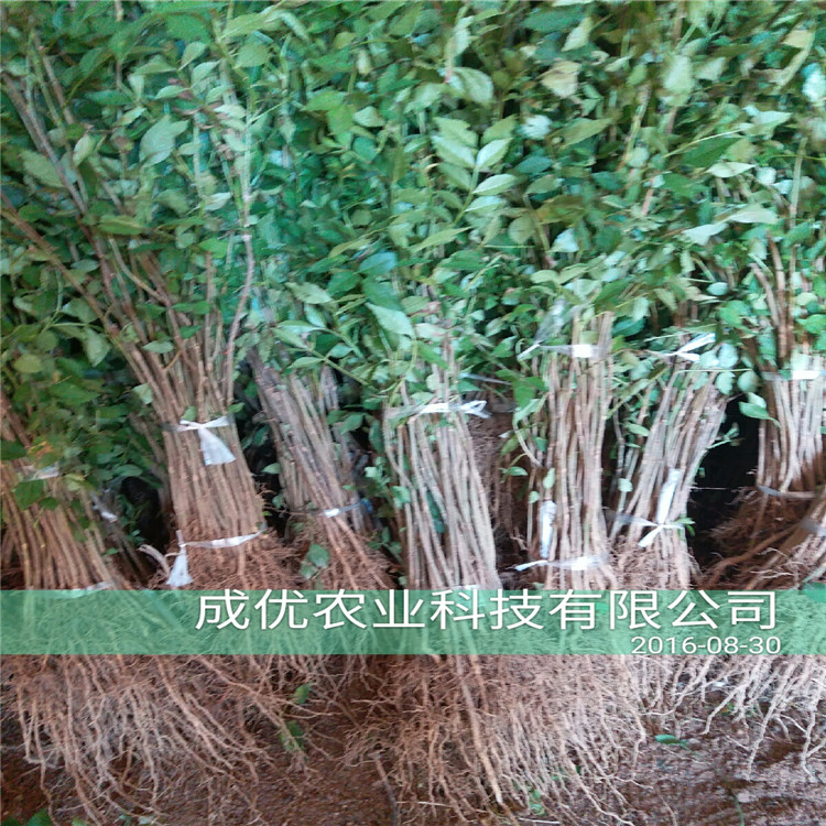 晚熟李子苗，李子樹多少錢一棵