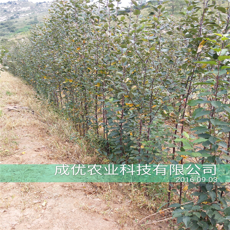 哪里有李子樹苗銷售，紅心李子苗