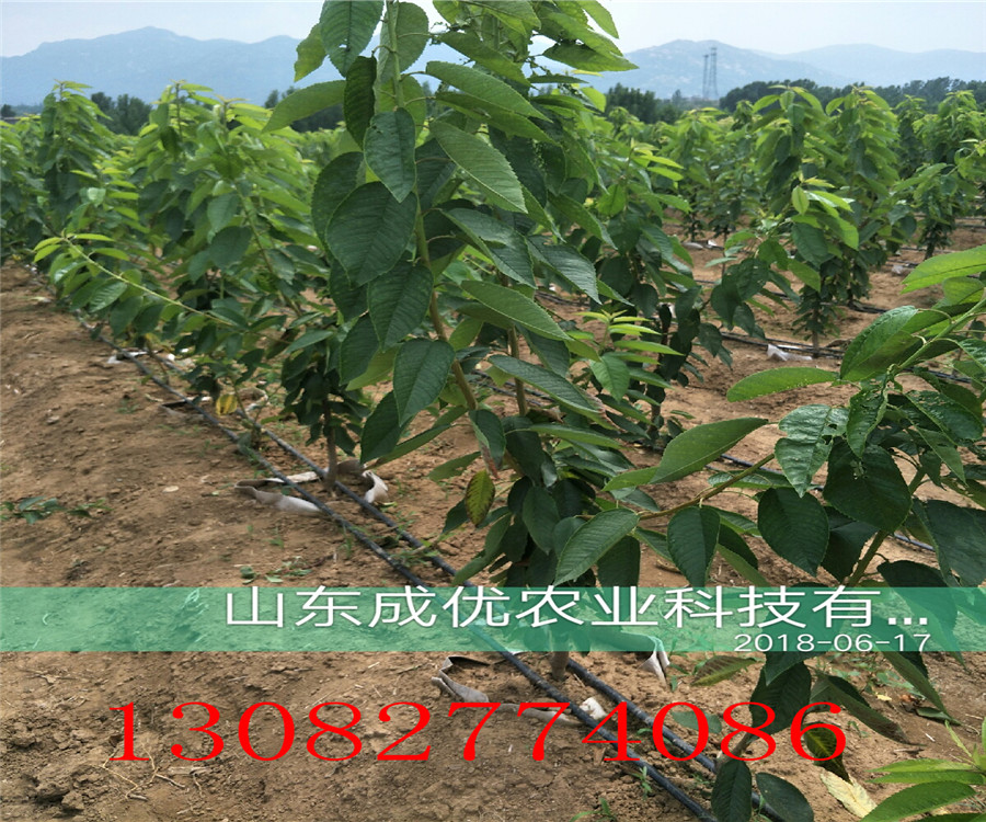 3年櫻桃樹價(jià)格，哪里賣櫻桃樹，哪里有櫻桃樹