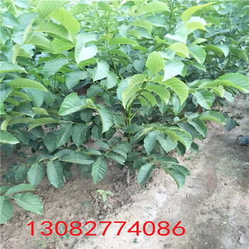 2年櫻桃樹價(jià)格，櫻桃樹多少錢一棵，哪里出售櫻桃樹