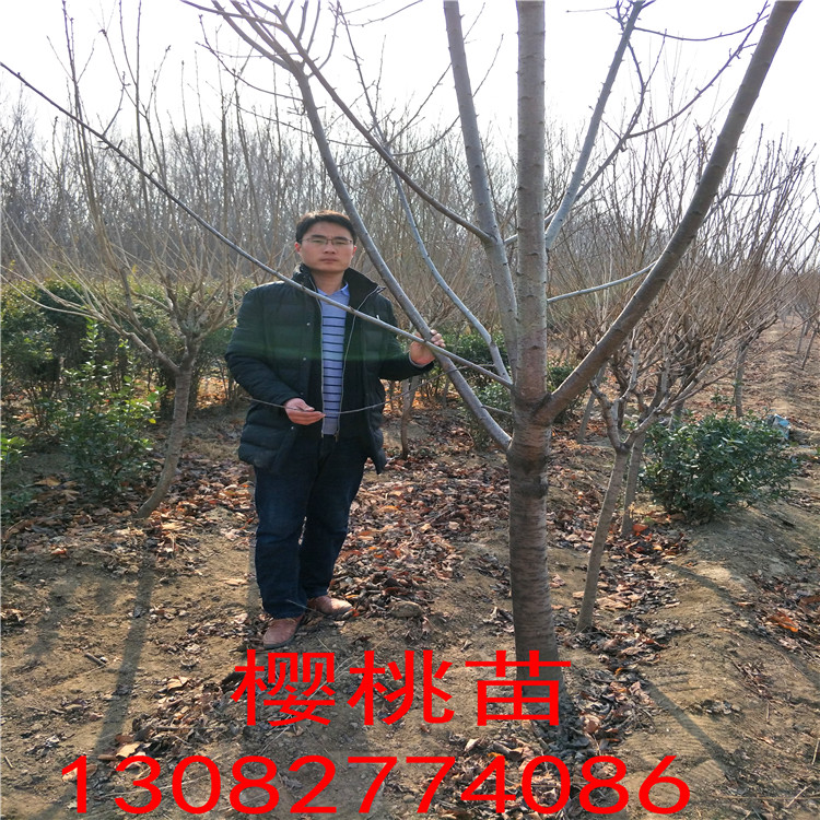 3年櫻桃樹價格，櫻桃樹多少錢一棵，吃的櫻桃