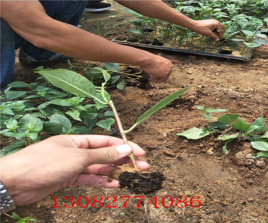 五年櫻桃樹價(jià)格，8號(hào)櫻桃，哪里賣櫻桃樹