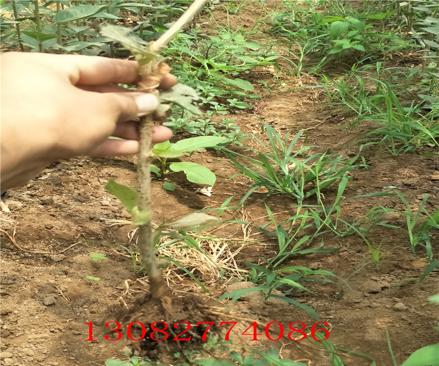 2年櫻桃樹價格，櫻桃樹多少錢一棵，哪里出售櫻桃樹
