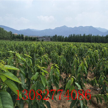 2年櫻桃樹價(jià)格，出售櫻桃樹，哪里賣櫻桃樹