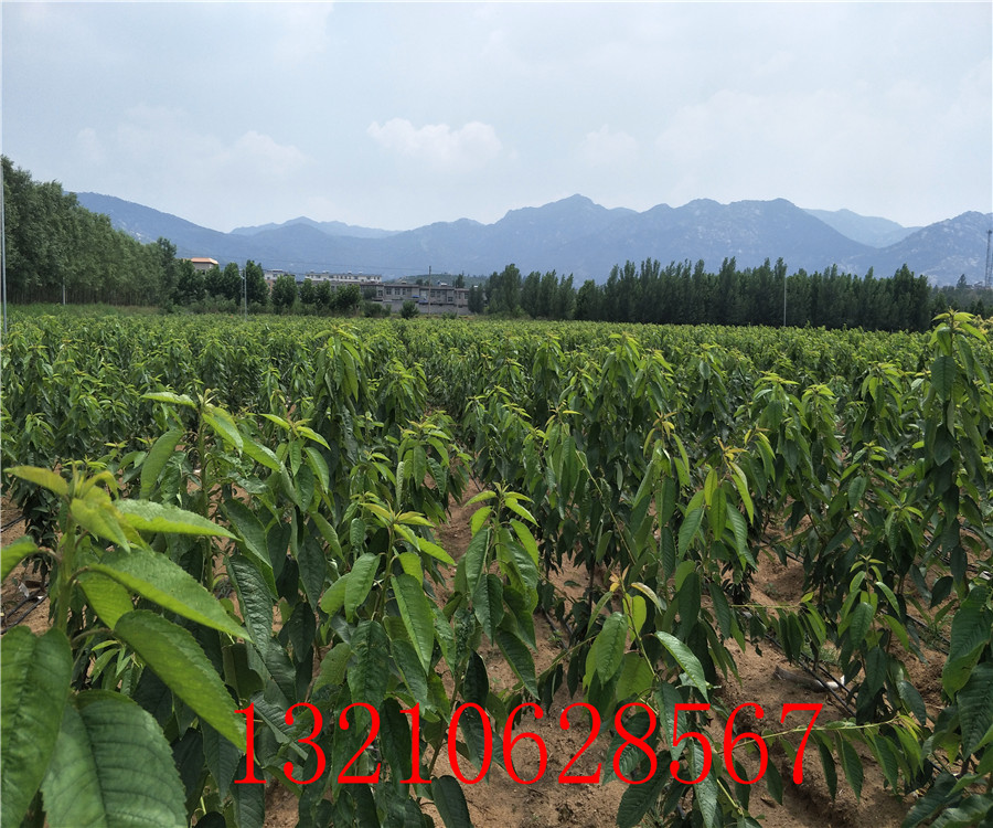 3年櫻桃樹價(jià)格，哪里賣櫻桃樹，哪里有櫻桃樹