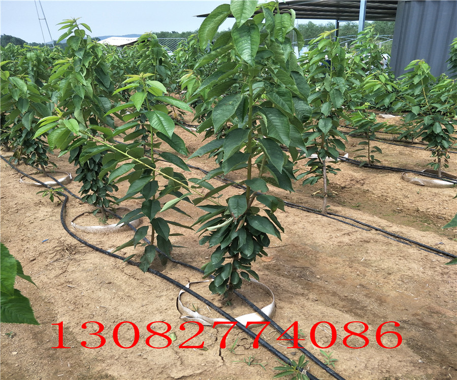 五年櫻桃樹價(jià)格，8號(hào)櫻桃，哪里賣櫻桃樹