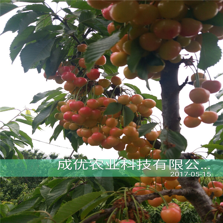 3年櫻桃樹價格，櫻桃樹多少錢一棵，吃的櫻桃