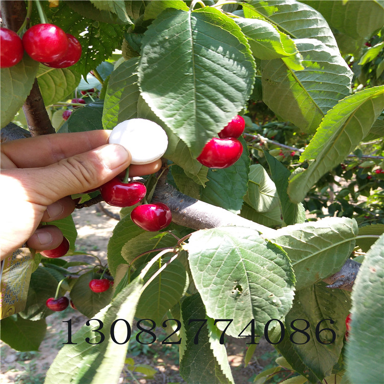 3年櫻桃樹價(jià)格，哪里賣櫻桃樹，哪里有櫻桃樹