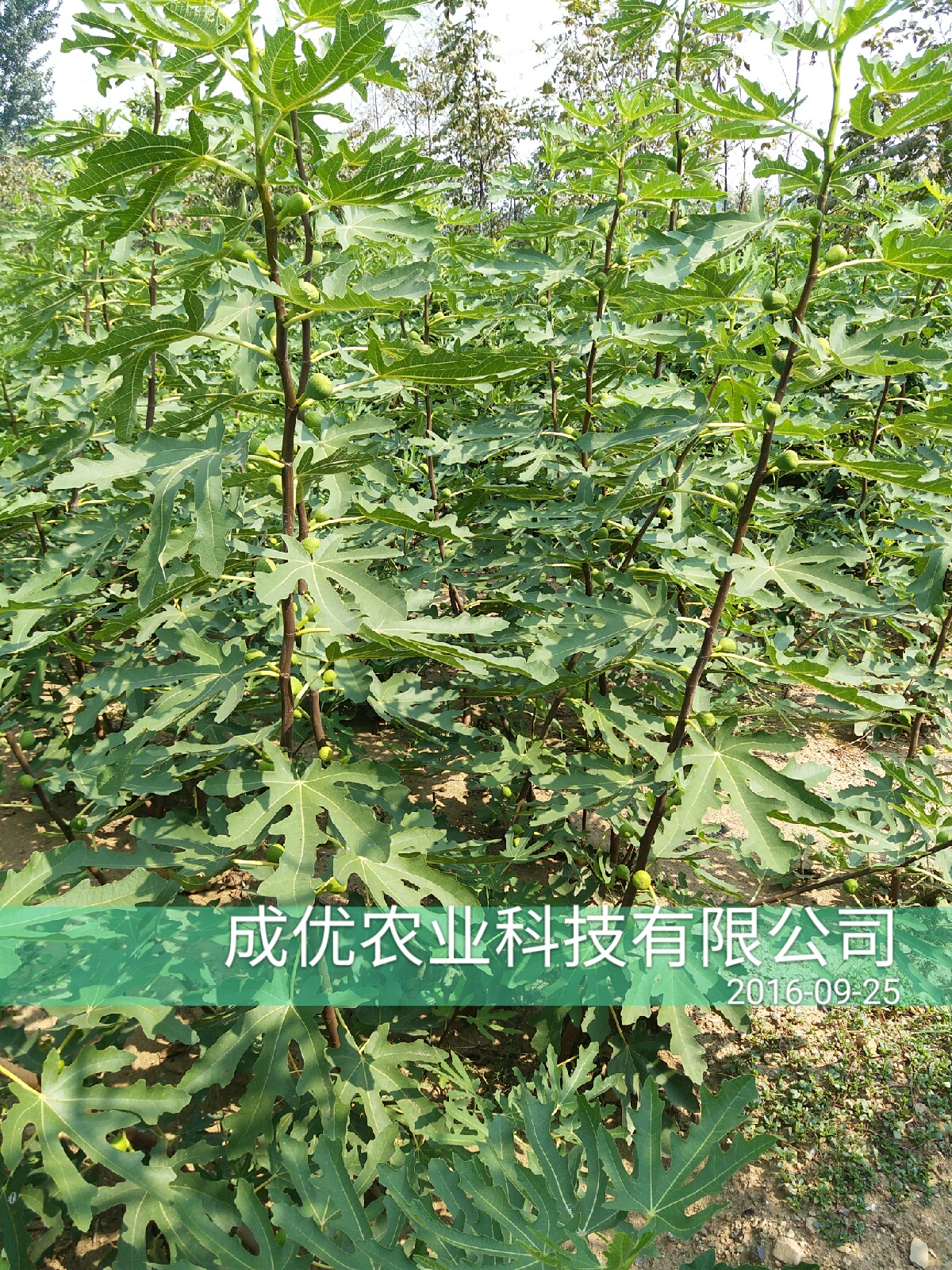 無花果樹苗，山東無花果基地