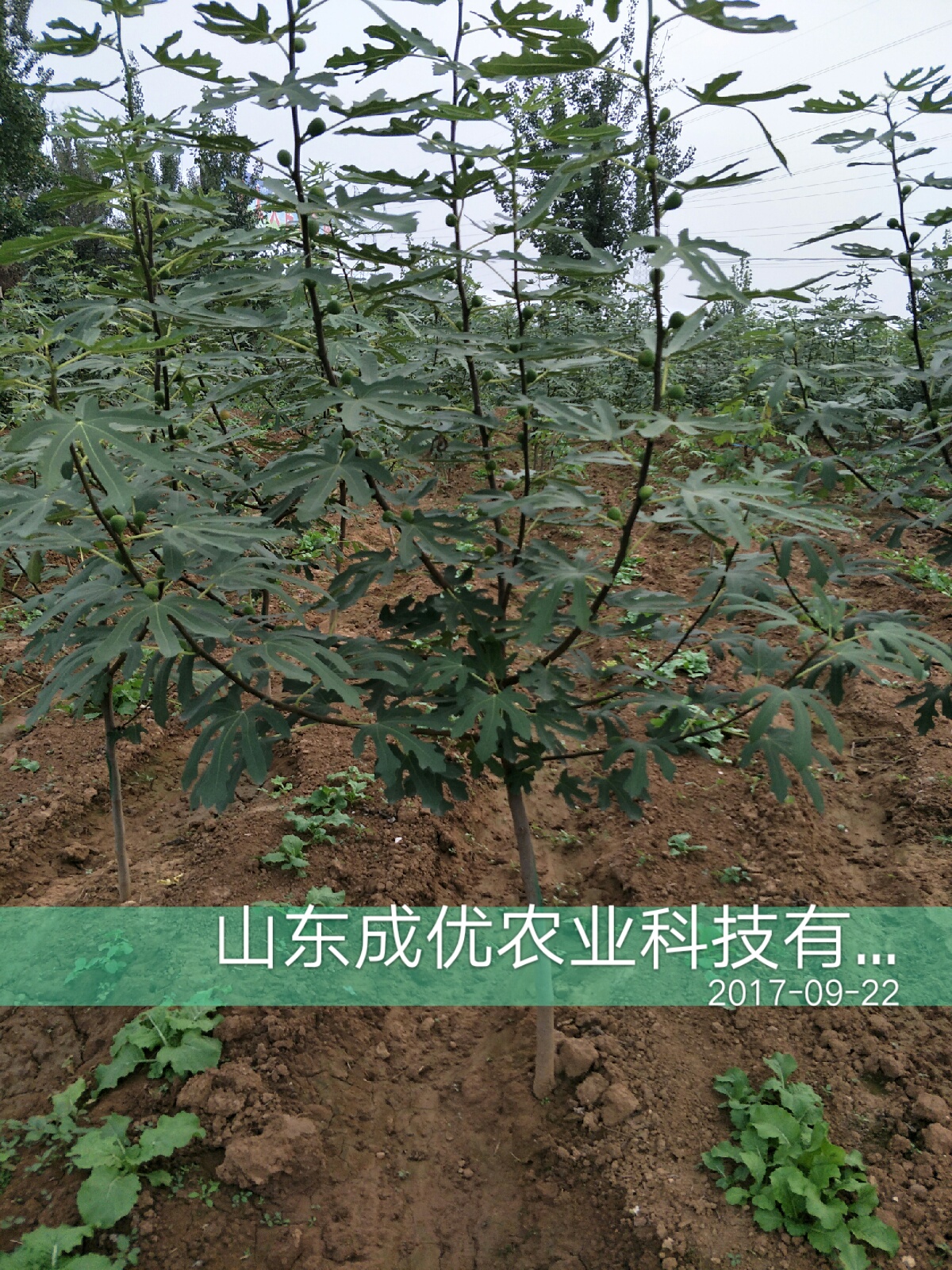 无花果树苗种植，无花果一棵多少钱