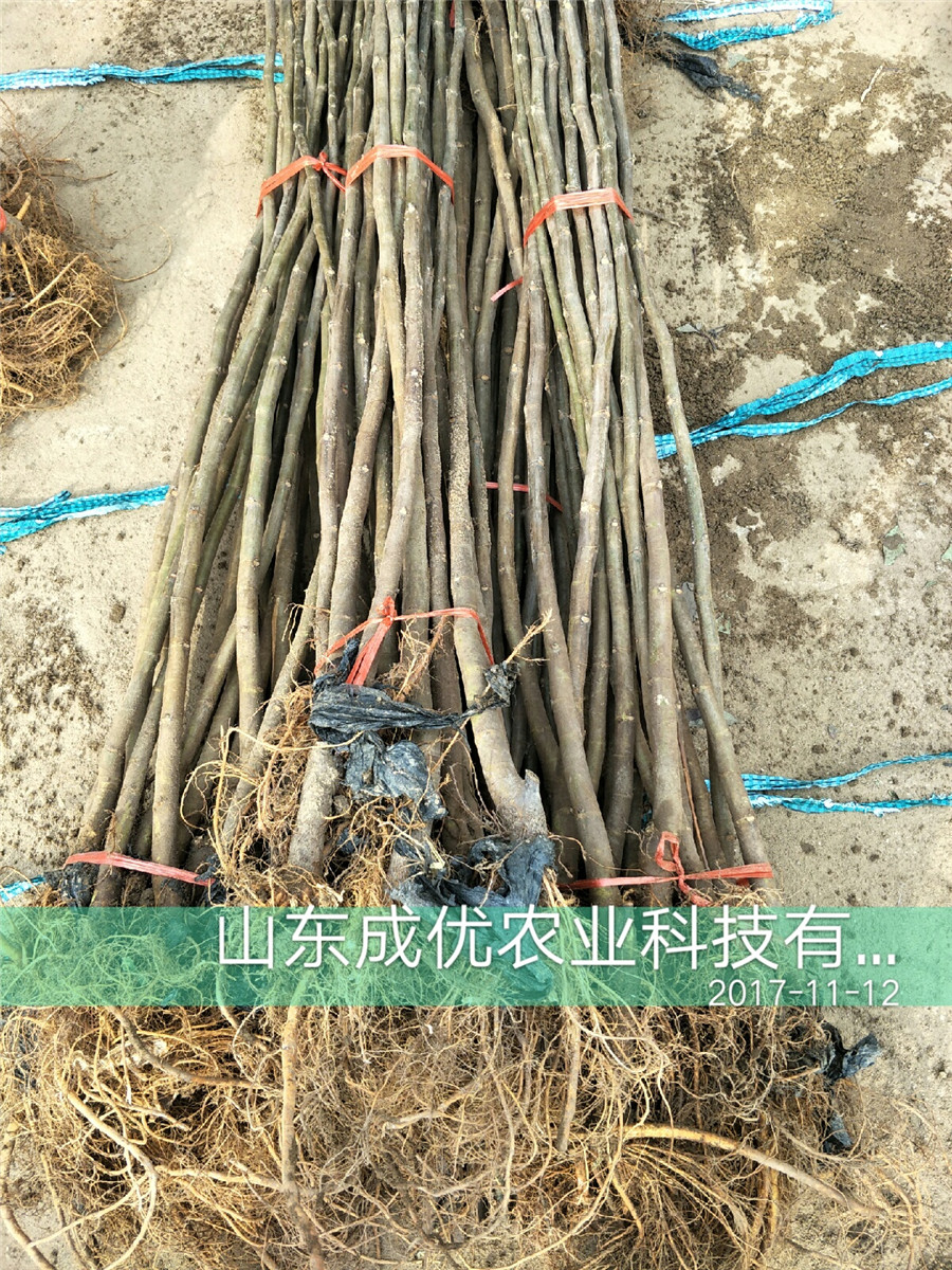 无花果哪里卖，山东无花果基地