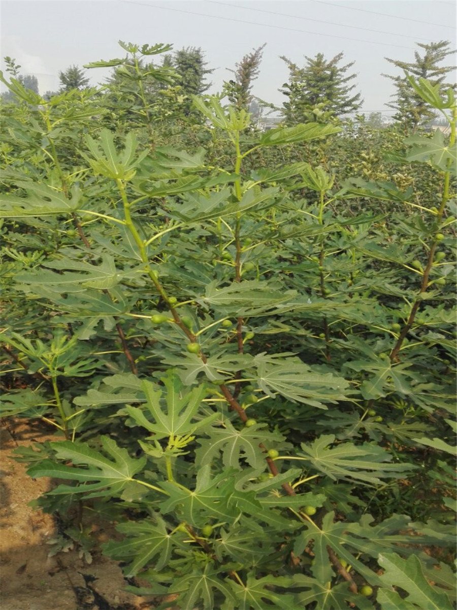 無花果樹苗，金傲芬無花果樹苗