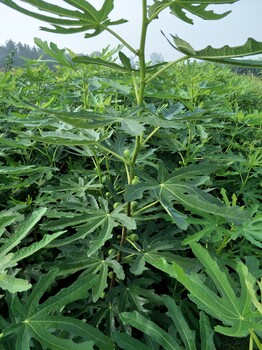 無花果哪家好，大青皮無花果樹苗