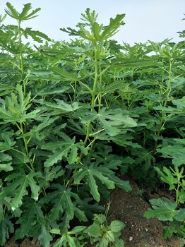 無花果樹怎么種，出售無花果樹