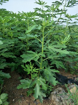 無花果樹苗，山東無花果基地
