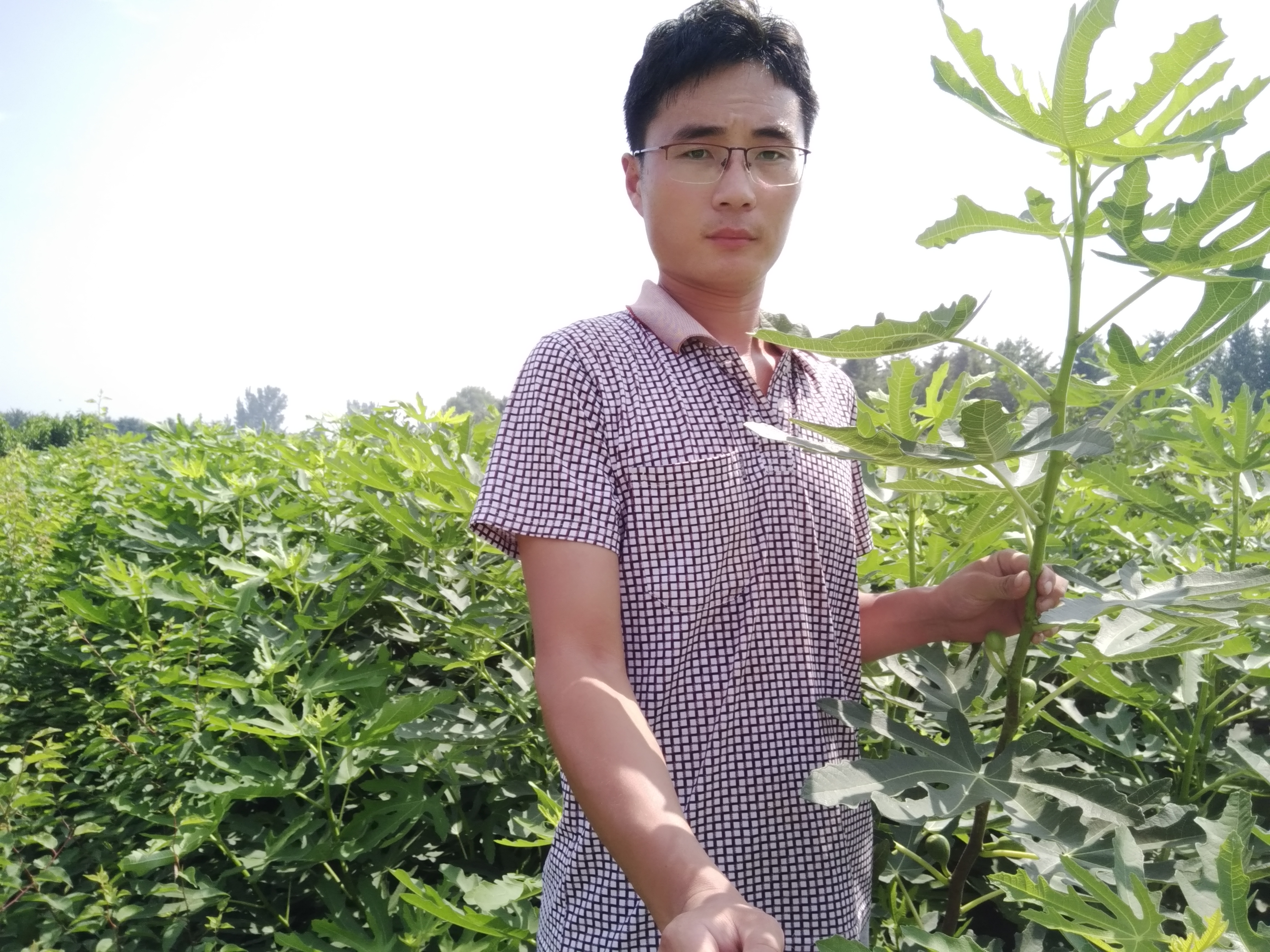 云南無花果樹苗，金傲芬無花果樹苗