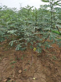 無(wú)花果哪里賣，想買無(wú)花果樹苗