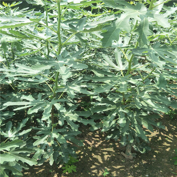 無花果樹怎么種，瑪斯義陶芬無花果
