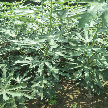 哪里有賣無花果樹苗，無花果一棵多少錢