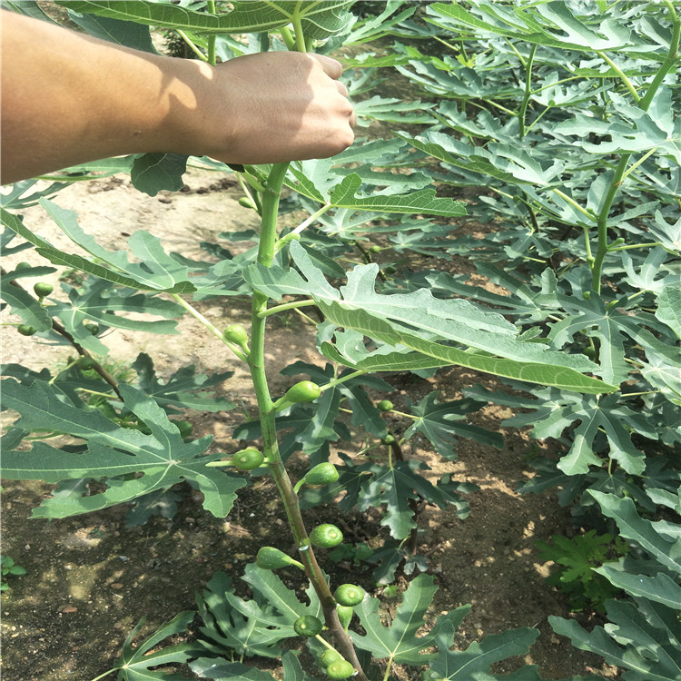 北京哪里賣無花果樹苗，無花果多少錢一棵