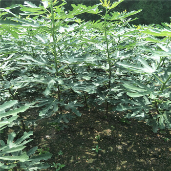 無花果哪里賣，批發(fā)無花果樹苗