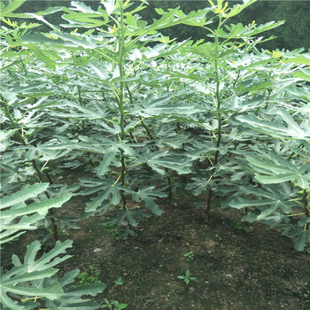 青皮無花果樹苗，金傲芬無花果樹苗