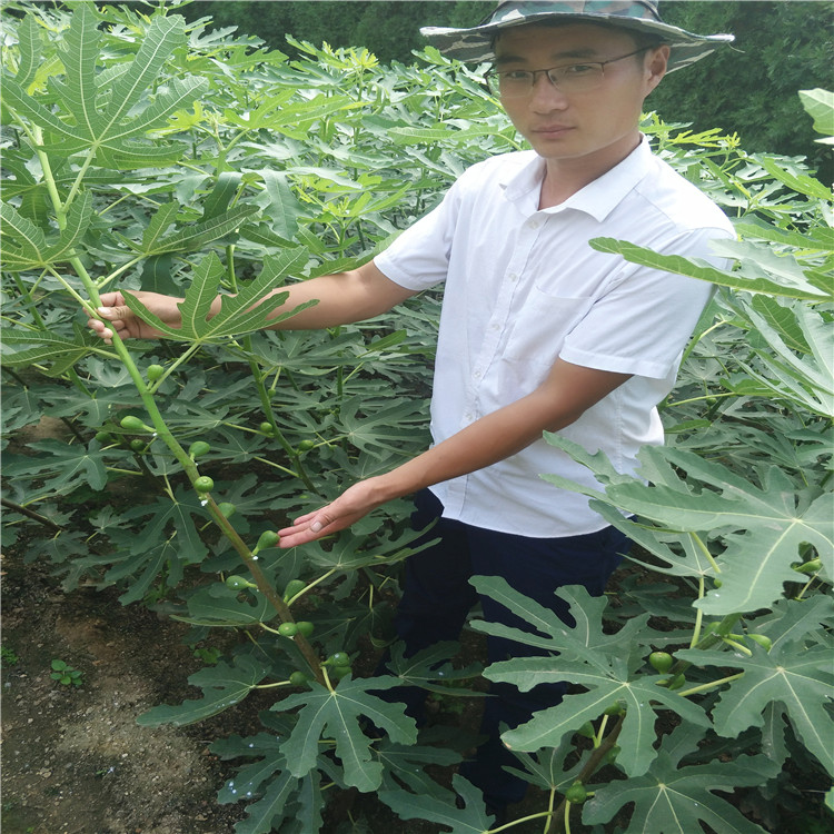 無花果哪家好，瑪斯義陶芬無花果