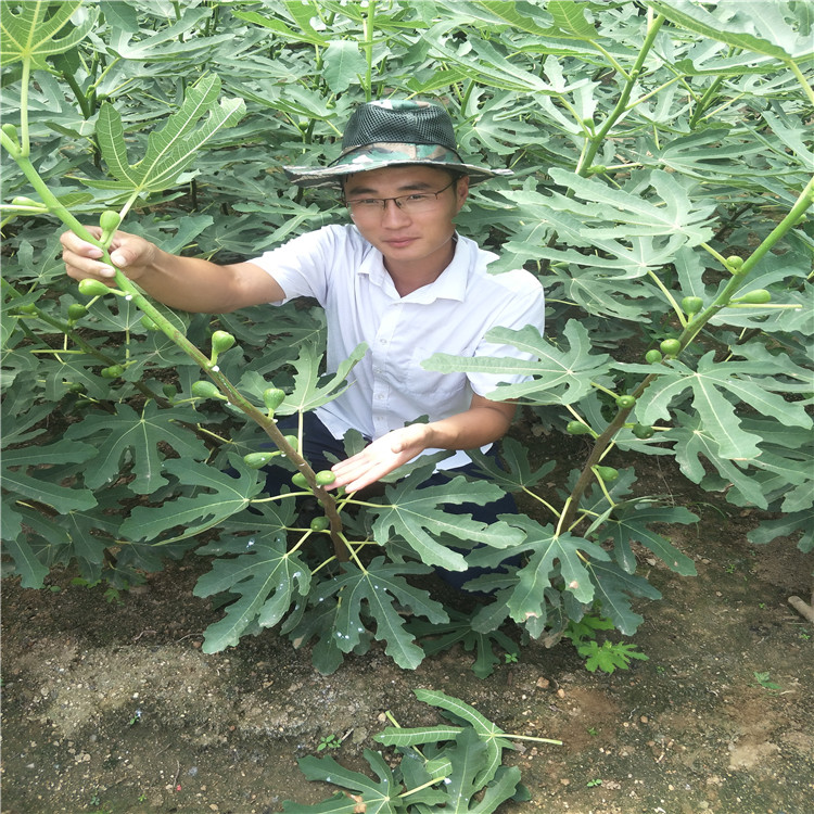 无花果什么季节栽，波姬红无花果