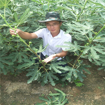 無花果樹苗哪里有賣，山東無花果基地