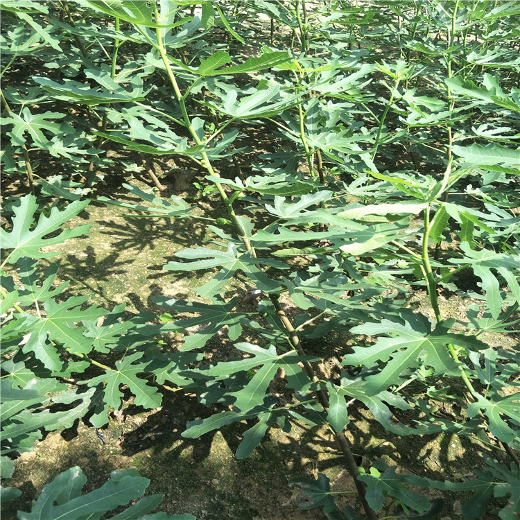 云南無花果樹苗，布蘭瑞克無花果