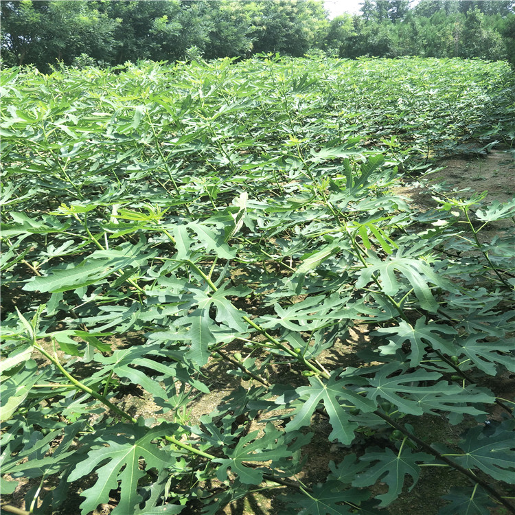 無花果哪里賣，大青皮無花果樹苗
