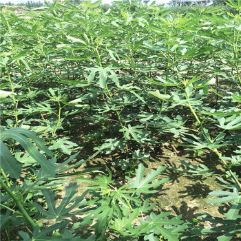無(wú)花果樹(shù)苗，無(wú)花果一棵多少錢(qián)