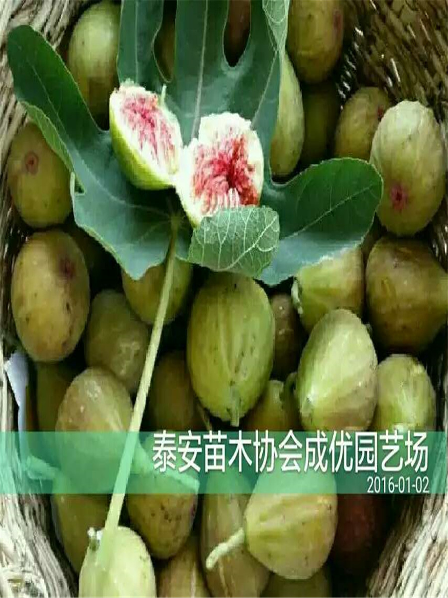 无花果树苗哪里有卖，批发无花果树苗