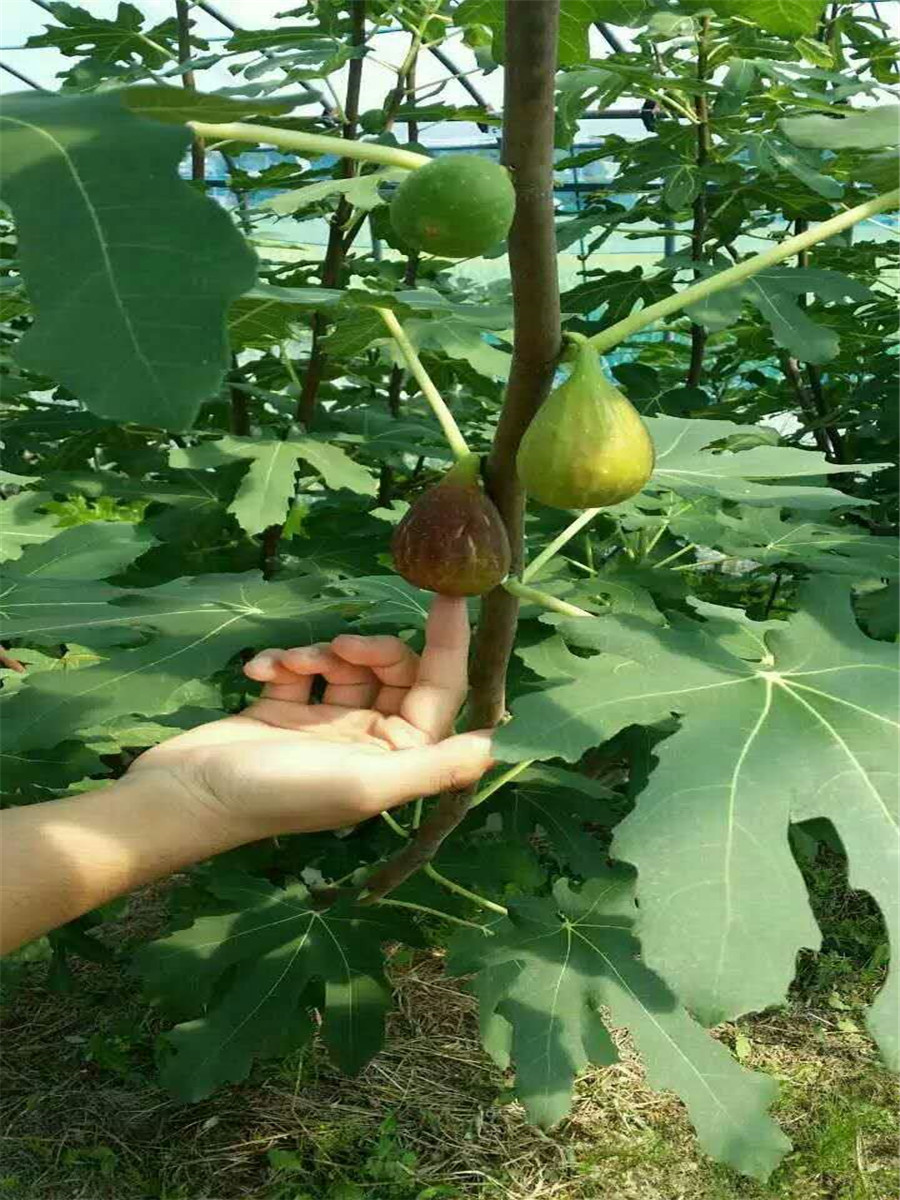 無花果哪里賣，金傲芬無花果樹苗