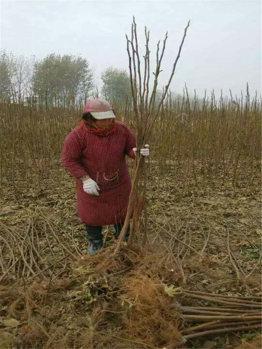 哪里有无花果树苗，2公分无花果树