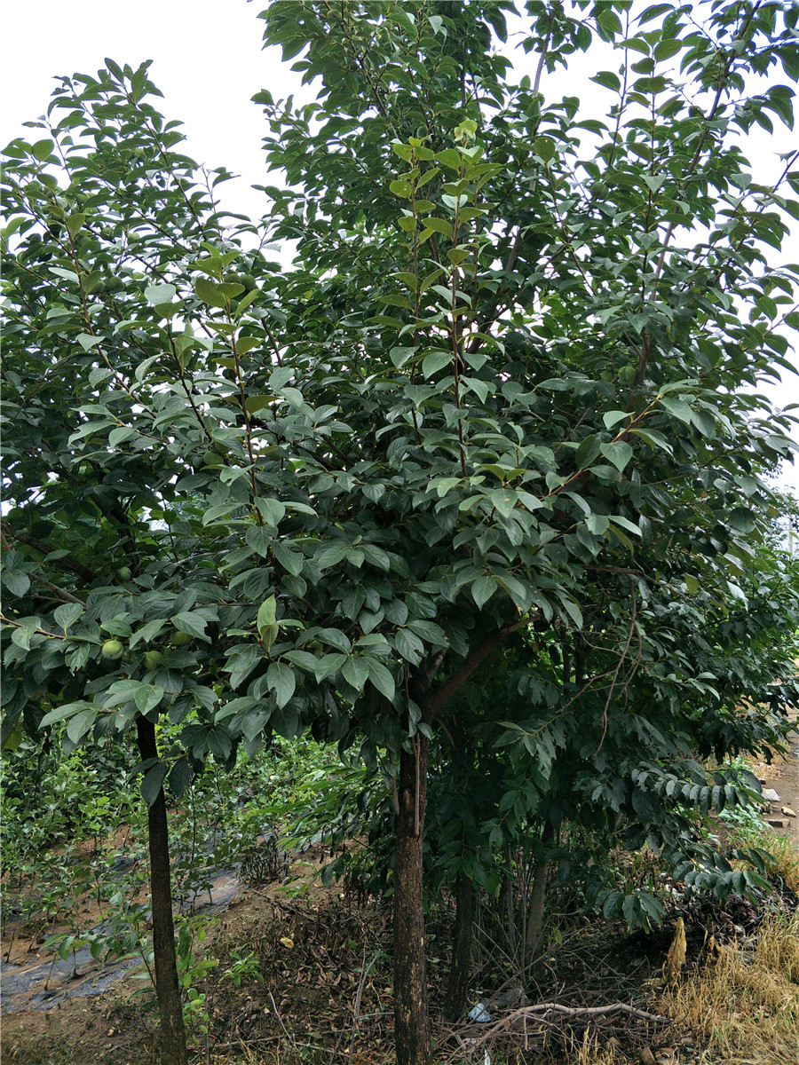柿子樹(shù)苗價(jià)格，哪里有柿子樹(shù)，柿子苗價(jià)格