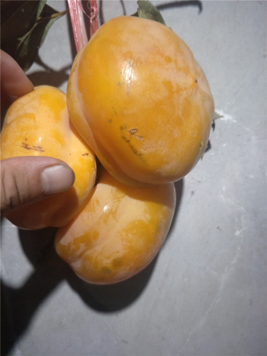 出售甜柿子樹苗，柿子樹那個品種好，柿子苗多少錢一株