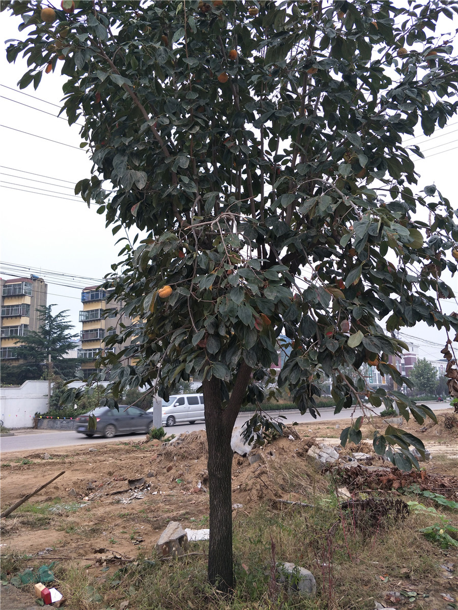 柿子树苗价格，山东柿子基地，出售柿子树苗