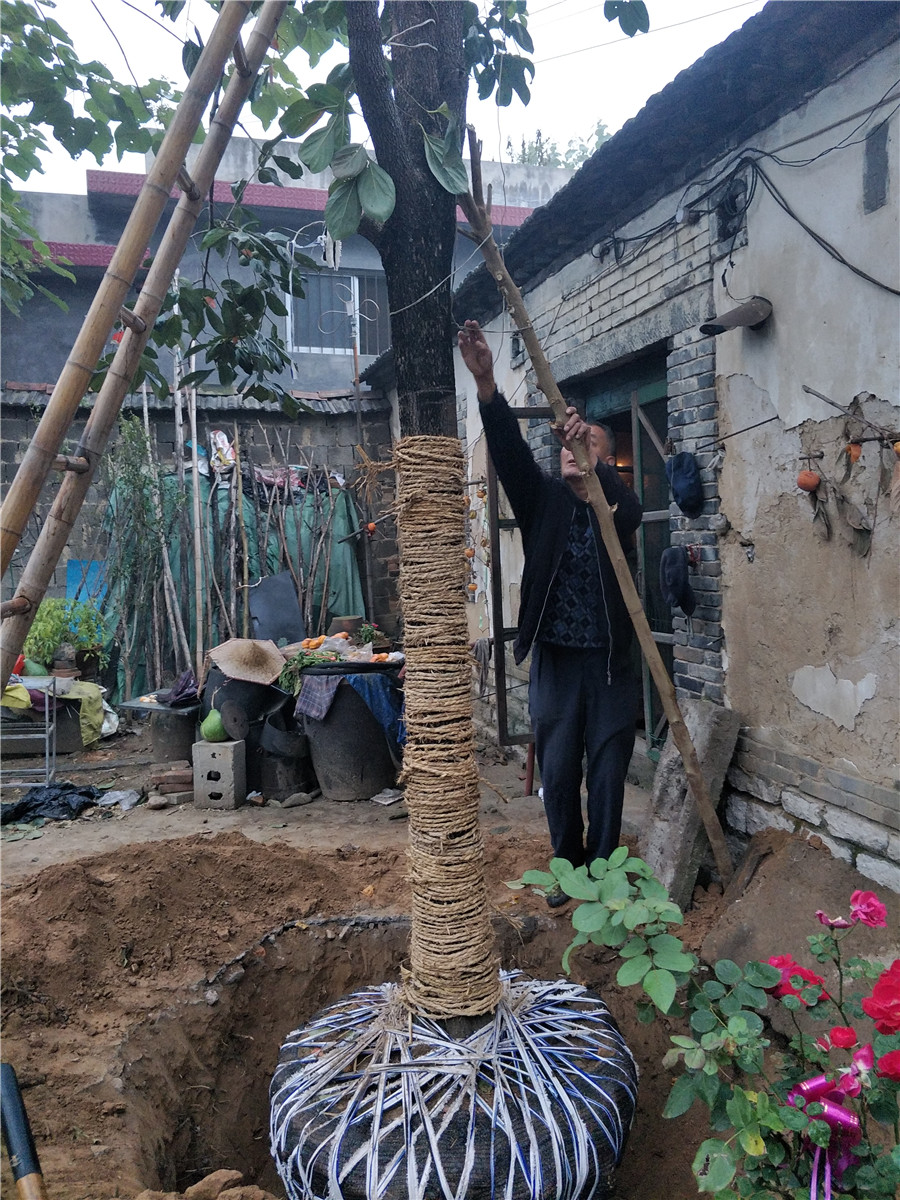 柿子种苗，嫁接柿子树苗，大规格柿子树