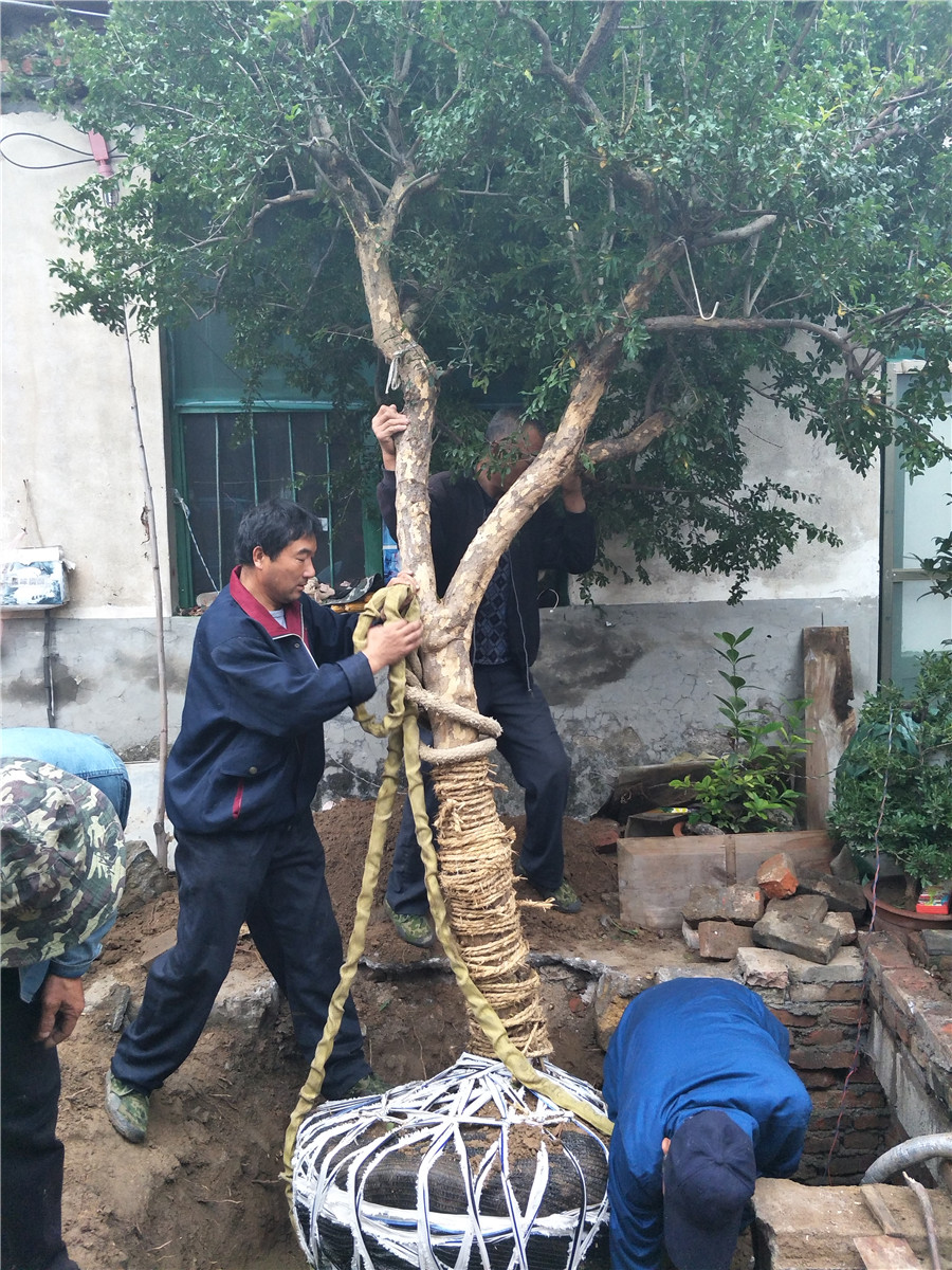 出售柿子苗，柿子樹多少錢一棵，大規(guī)格柿子樹