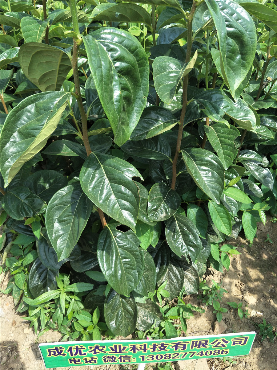 柿子樹苗價格，5公分柿子樹，柿子苗基地