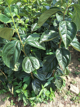 甜柿子樹苗價(jià)格，富有柿子樹苗，出售柿子樹苗