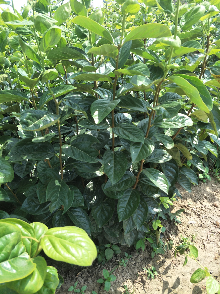 出售柿子苗，5公分柿子樹(shù)，大規(guī)格柿子樹(shù)