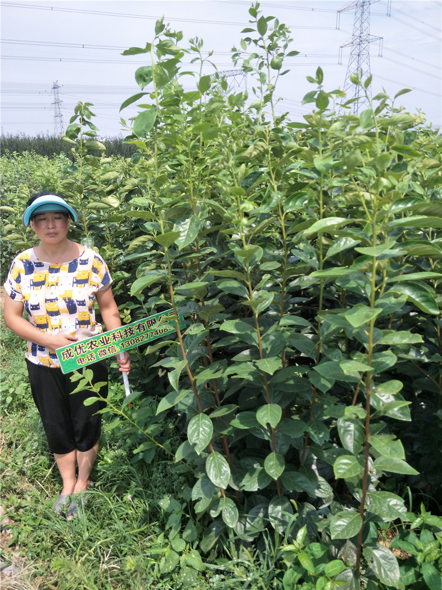 2公分柿子價格，今年柿子樹多少錢，柿子苗基地