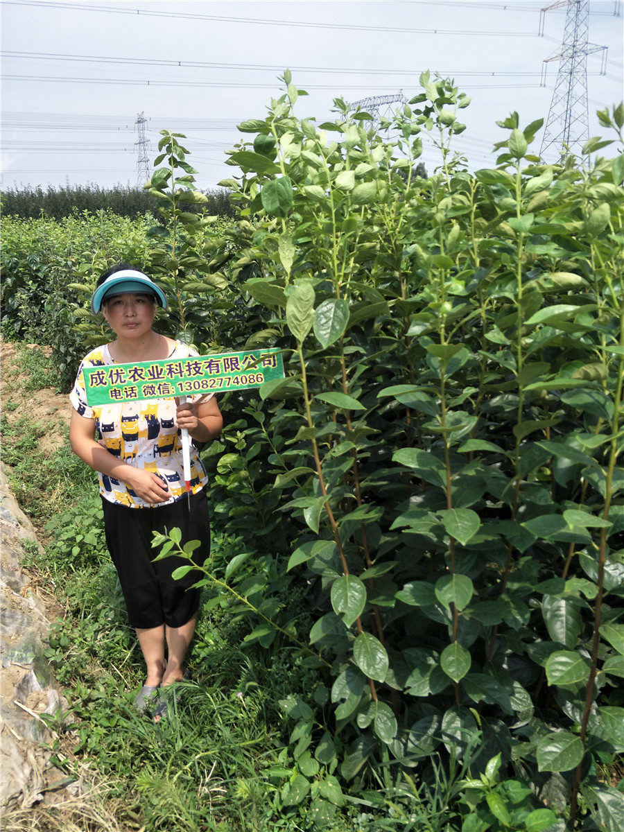 柿子種苗，哪里賣柿子樹苗，柿子苗基地