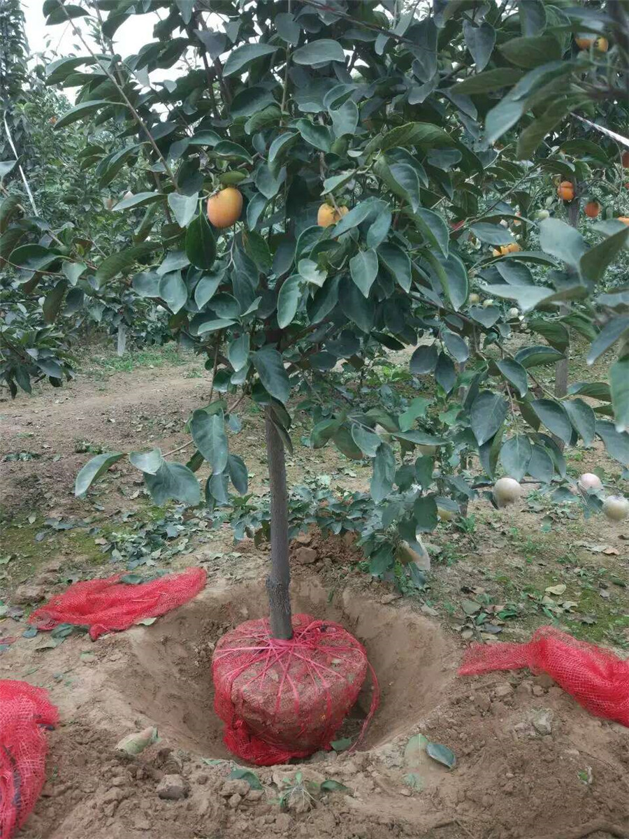 柿子苗品种，哪里有卖柿子树苗，柿子苗基地