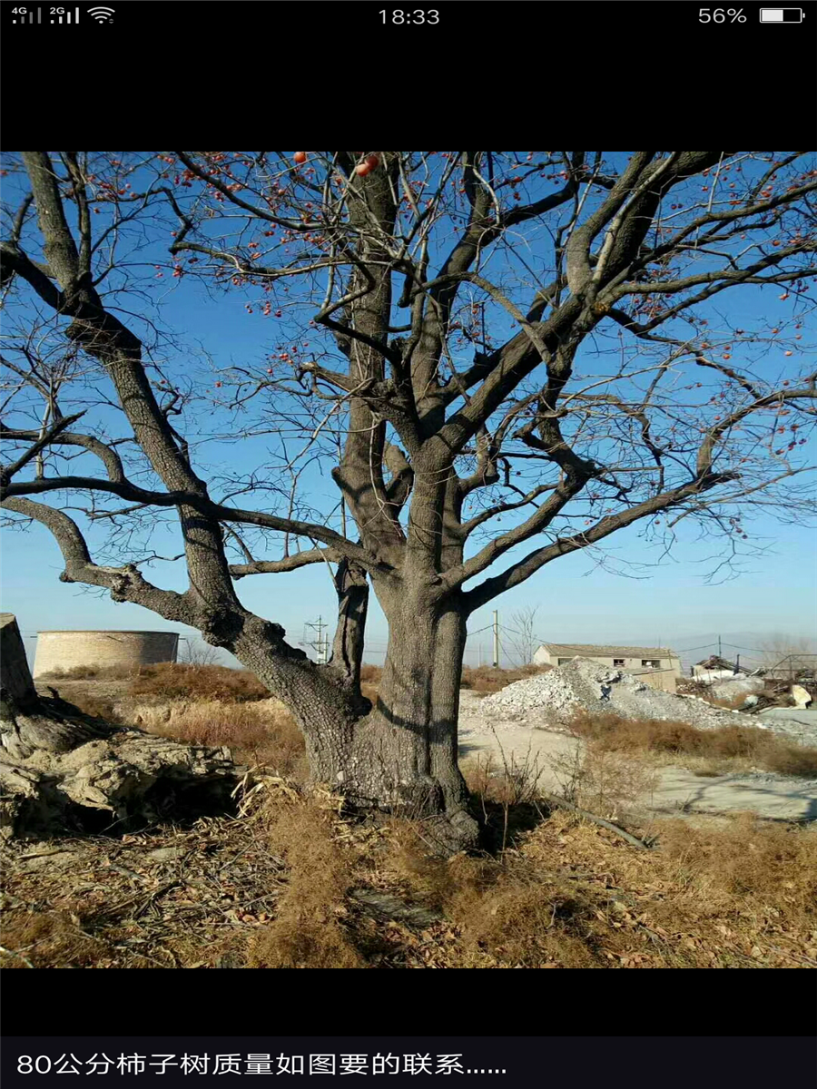 柿子树苗价格，山东柿子基地，出售柿子树苗