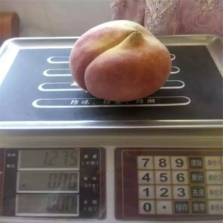 柿子苗出售，8公分柿子樹苗，多少錢一棵