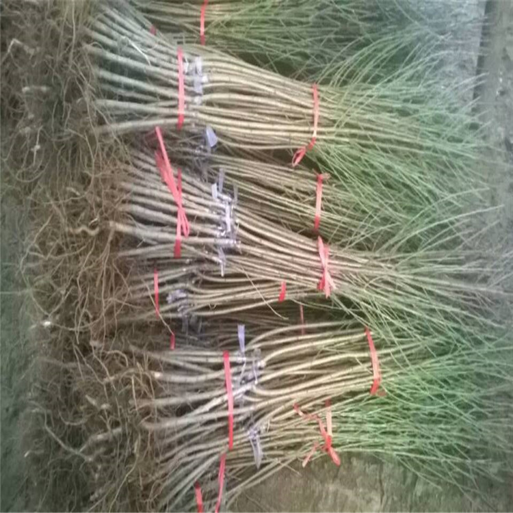 柿子種苗，求購柿子樹苗，出售柿子樹